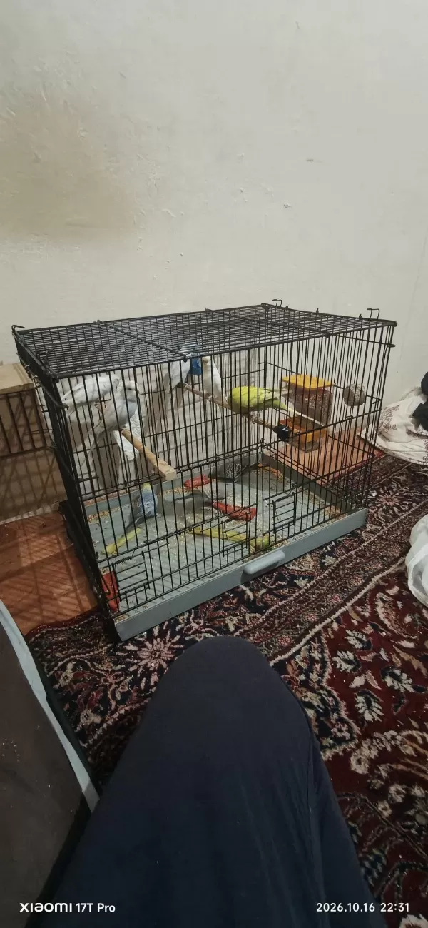 Sağlıklı Muhabbet Kuşları İster Toplu İster Tek Tek
