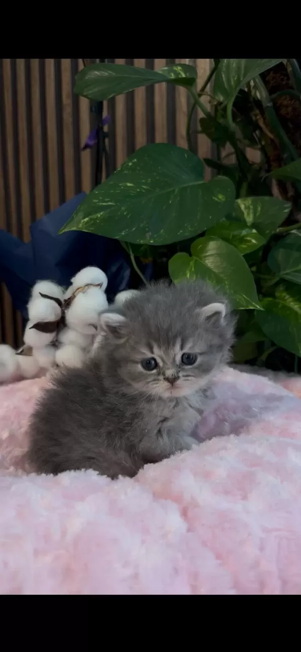 Bebek British Longhair Kedimiz