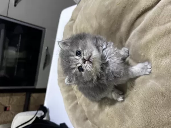 Bebek British Longhair Kedimiz