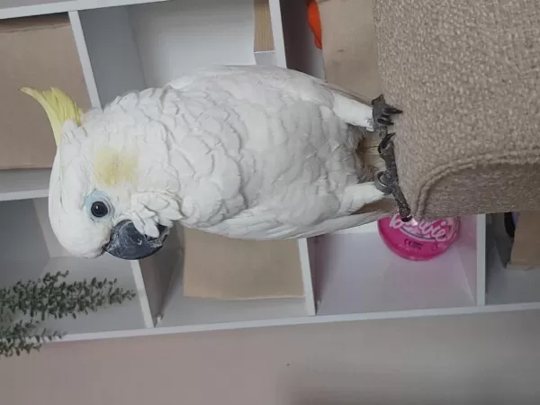 Full Evcil Kakadu Papağanı