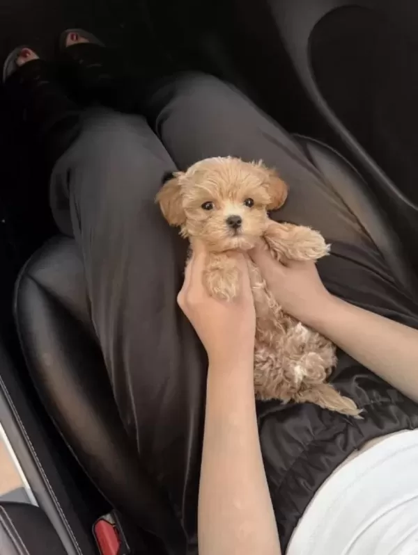 İrk Ve Sağlık Garantili Maltipoo Bebekler