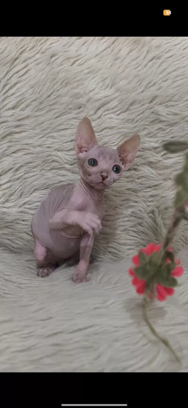 Nakedbeautysphynxcattery Kediler İçin Ulaşın