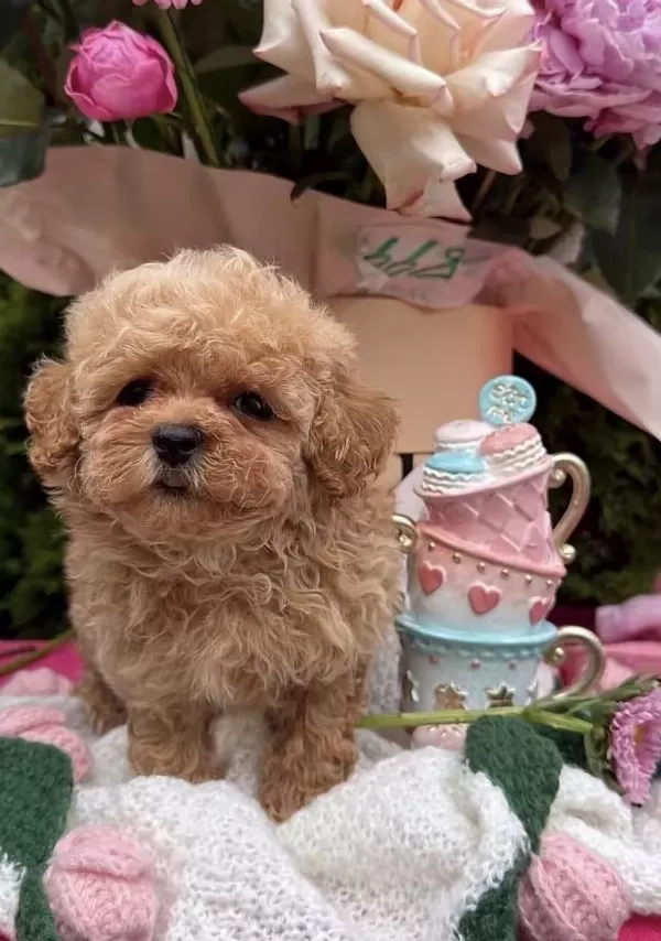 Maltipoo Safkan Köpeği
