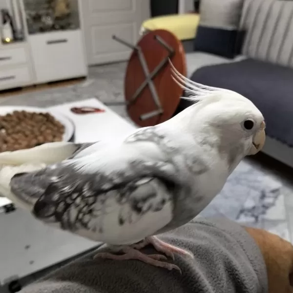 7 Aylık Erkek Sultan Papağanı