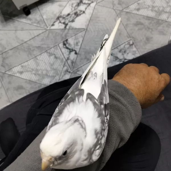 7 Aylık Erkek Sultan Papağanı