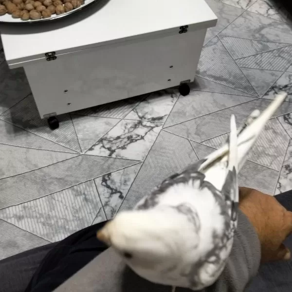 7 Aylık Erkek Sultan Papağanı