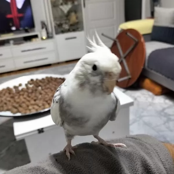 7 Aylık Erkek Sultan Papağanı
