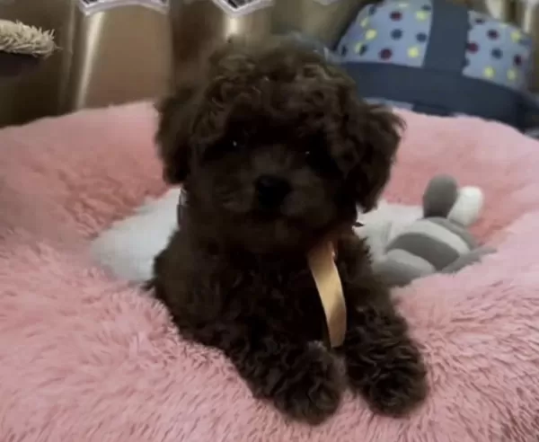 Harika Yavru Toy Poodle