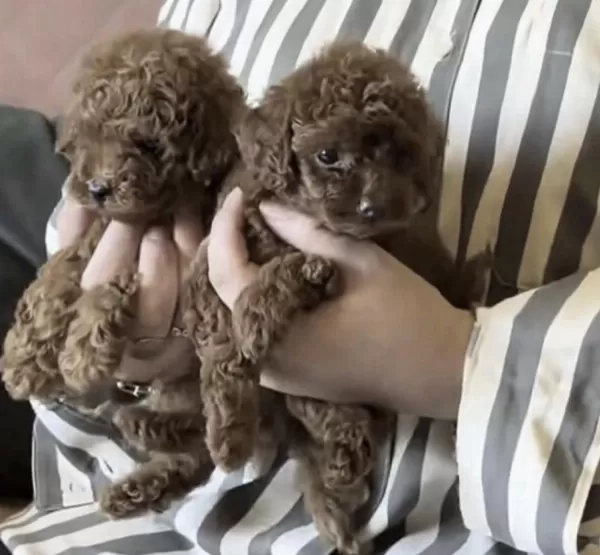 Toy Poodle Köpekler İçin Ulaşin