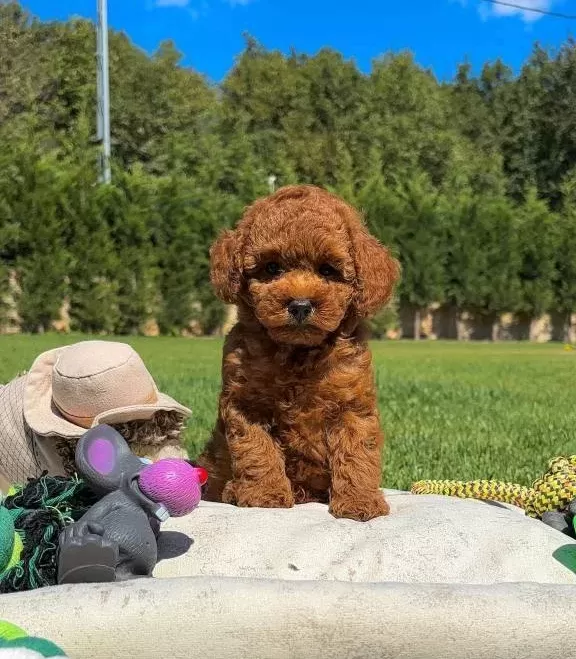 Sağlık Ve Irk Garantili toy Poodle Yavruları