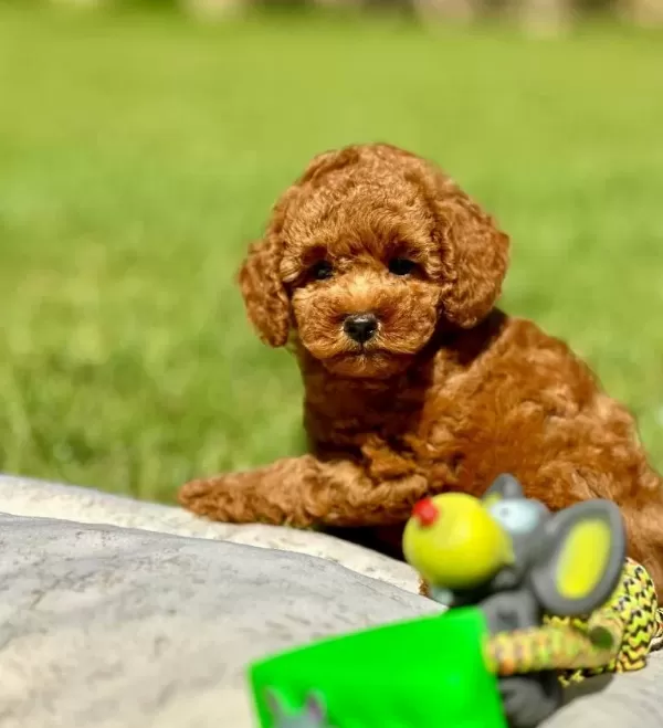 Sağlık Ve Irk Garantili toy Poodle Yavruları