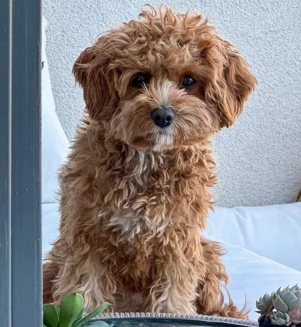 Muhtesem Cavapoo Yavrulari