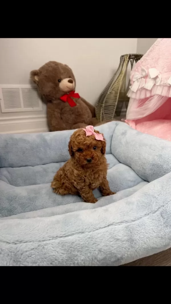İrk Garantili Toy Poodle