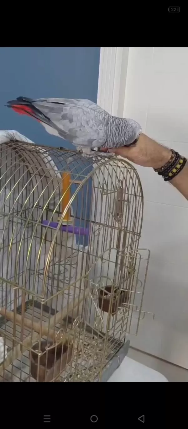 Evcil Konuşan Jako Papağanı