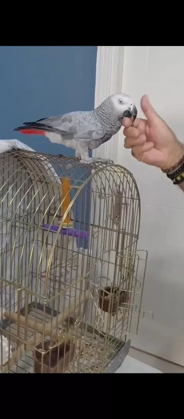 Evcil Konuşan Jako Papağanı