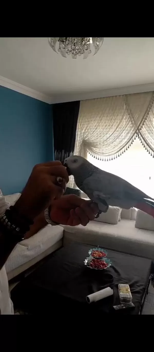 Evcil Konuşan Jako Papağanı