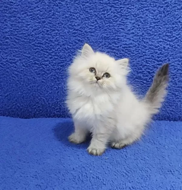 Long Hair Mavi Boncuk Silver Yavrumuz Teslime Hazırdır