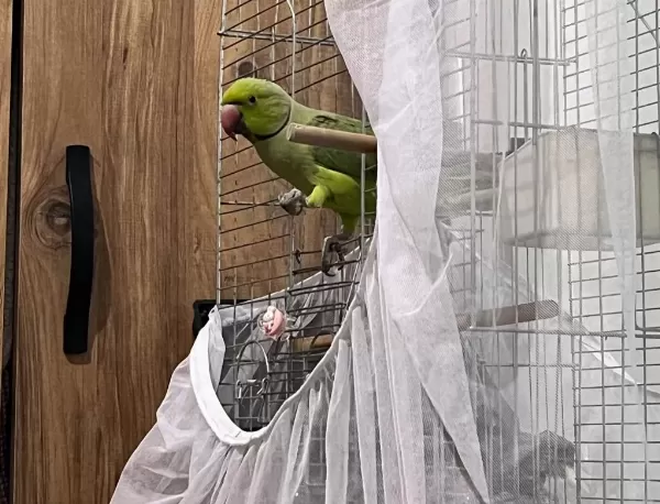 Erkek Pakistan Papağanı