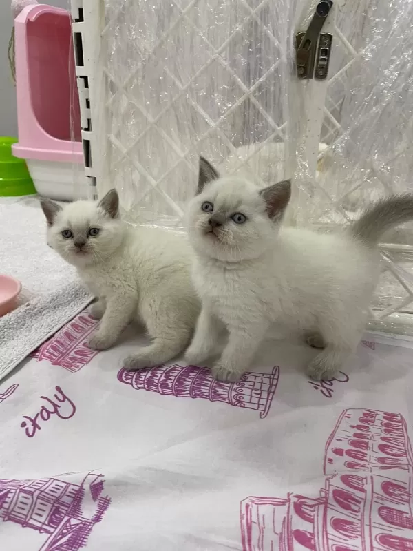 British Shorthair Yavrulari
