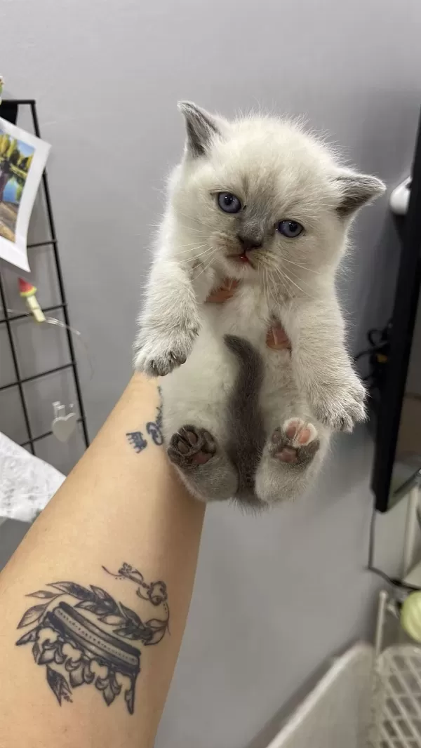 British Shorthair Yavrulari