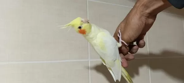 3 Adet El Besleme Lutino Sultan Papağanı Kardeşler