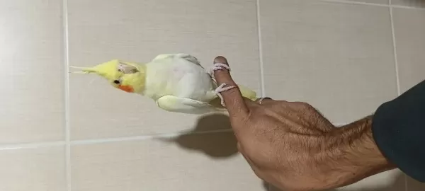 3 Adet El Besleme Lutino Sultan Papağanı Kardeşler