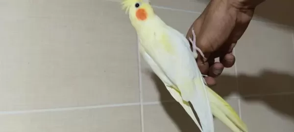 3 Adet El Besleme Lutino Sultan Papağanı Kardeşler