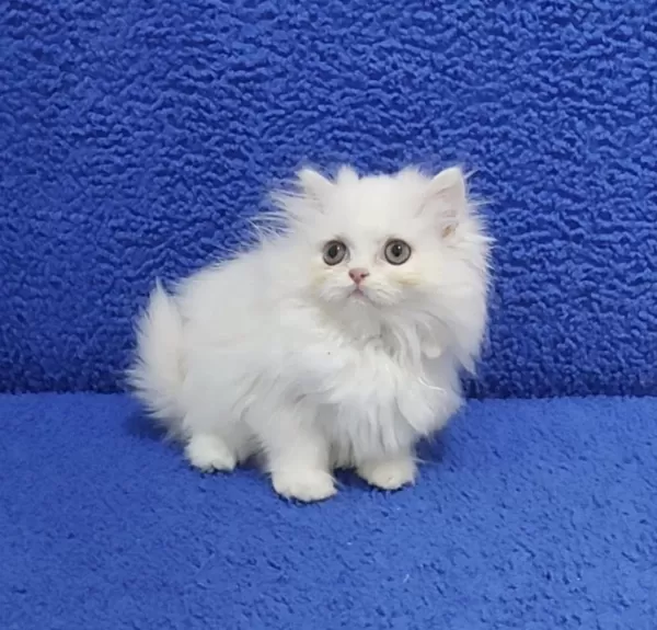 Longhair Teslime Hazir Yavrumuz