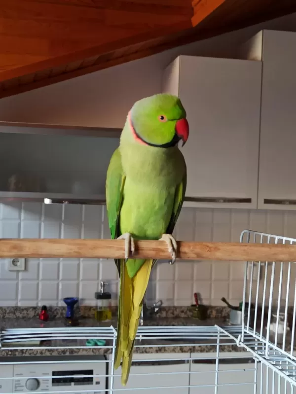 Jumbo Böyle Erkek Pakistan Papağanı