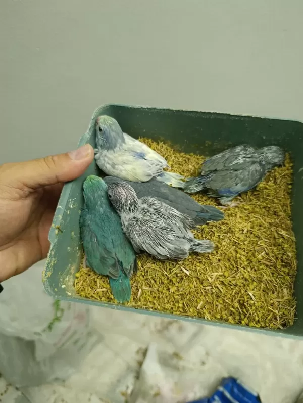 Renk Renk Forpus Bebeklerim