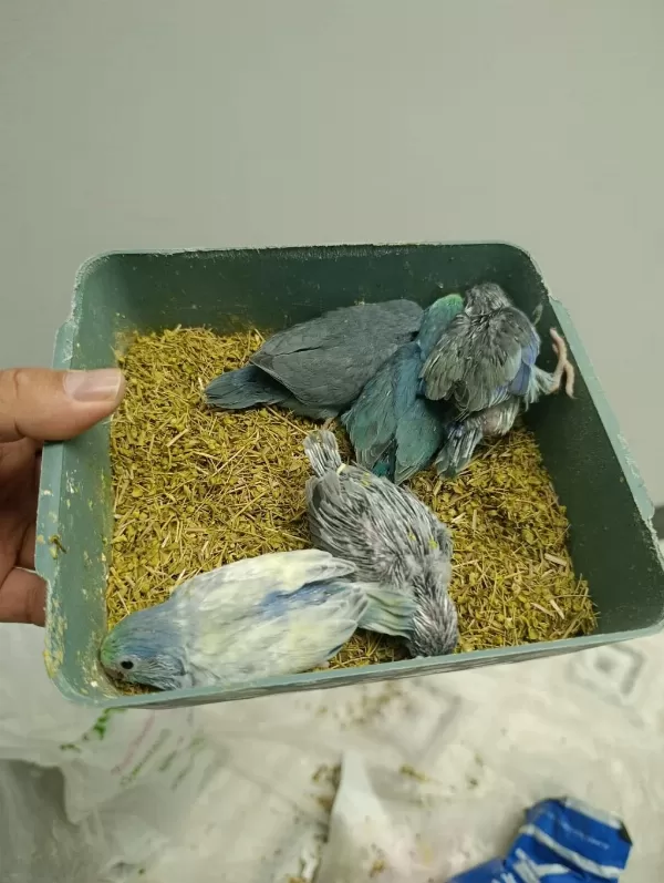 Renk Renk Forpus Bebeklerim