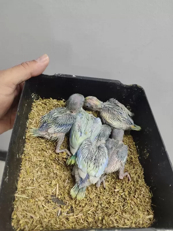 Renk Renk Forpus Bebeklerim