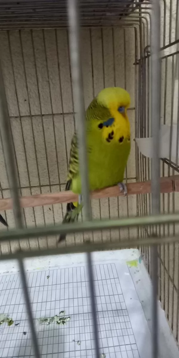 Jumbo Takım Yavru Vermiş Garantili Kuşumuz