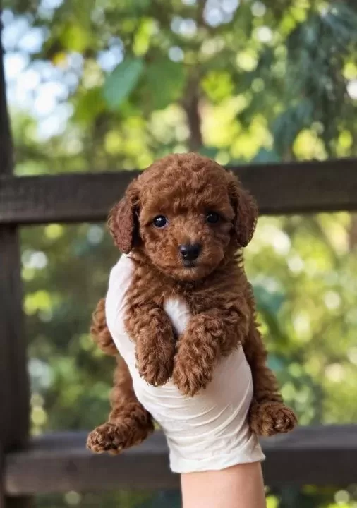 Kipkirmizi Red Toy Poodle Sevi Mli Yavrular