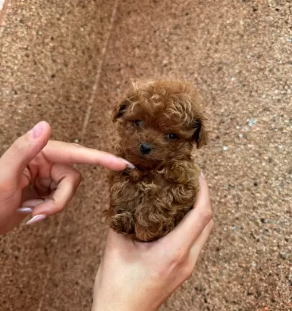 Kipkirmizi Red Toy Poodle Sevi Mli Yavrular
