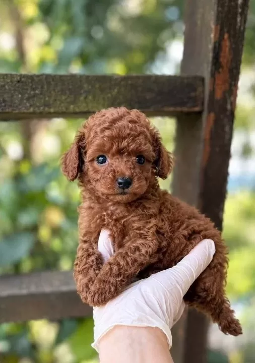 Kipkirmizi Red Toy Poodle Sevi Mli Yavrular