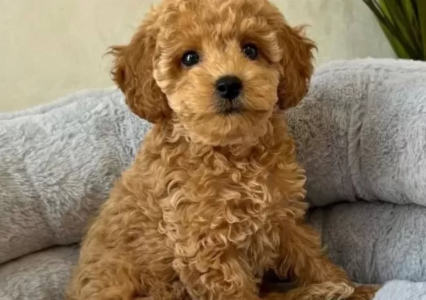 Kivir Kivir Hari Ka Toy Poodle Yavrular