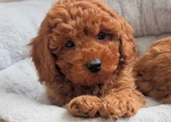 Sevi Mli Toy Poodle Yavrularimiz
