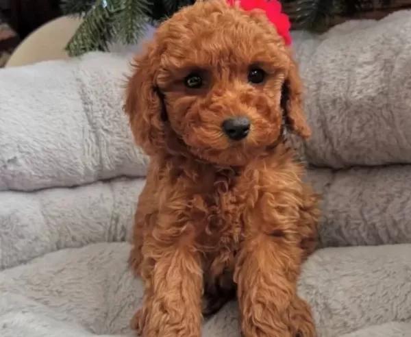 Sevi Mli Toy Poodle Yavrularimiz