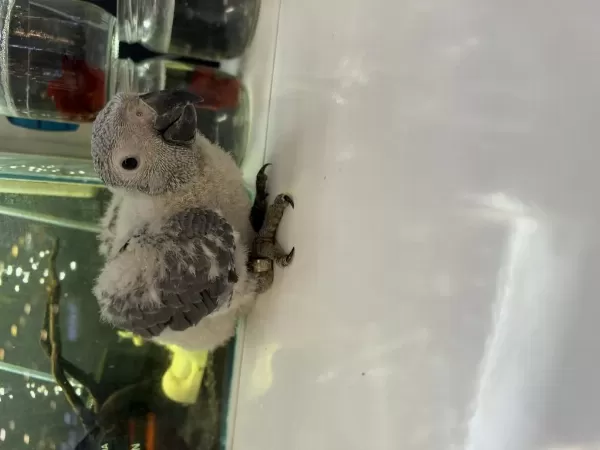 El Besleme Bebek Jako Papağani Belgeli