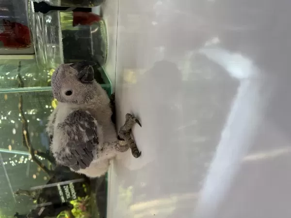 El Besleme Bebek Jako Papağani Belgeli