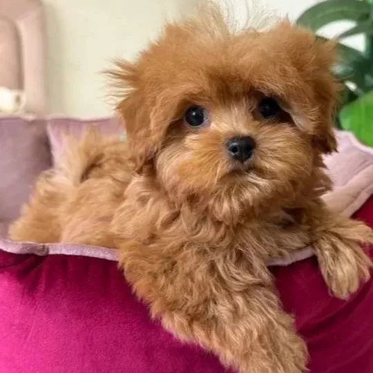 Kahve Tonlu Malti̇poo Ci̇nsi̇ Yavrular