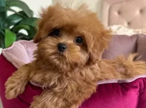 Kahve Tonlu Malti̇poo Ci̇nsi̇ Yavrular