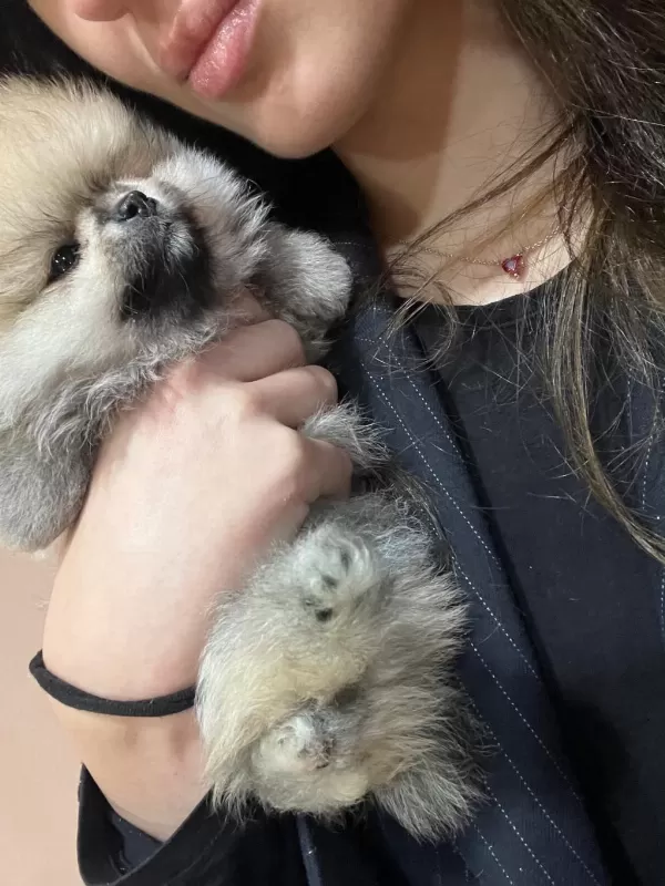 Show Kalite Tea Cup Pomeranian Boo Yavrularımız