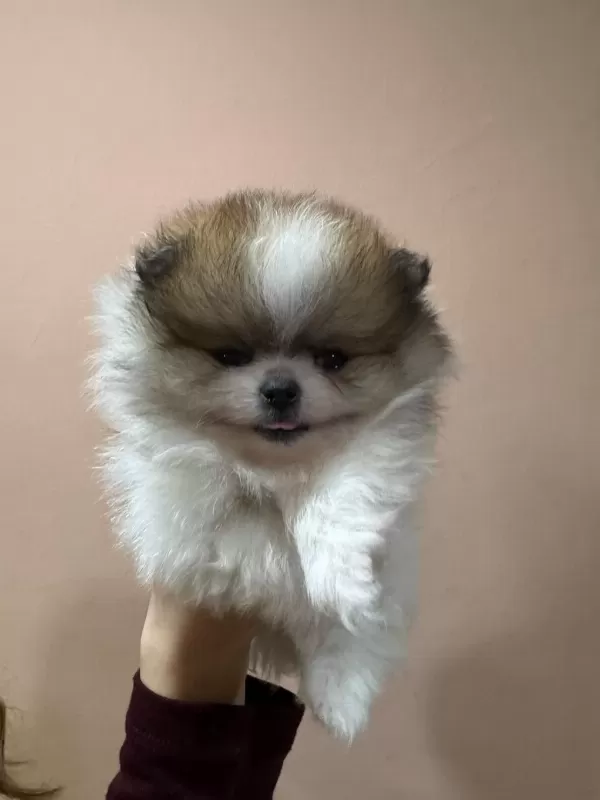 Show Kalite Tea Cup Pomeranian Boo Yavrularımız