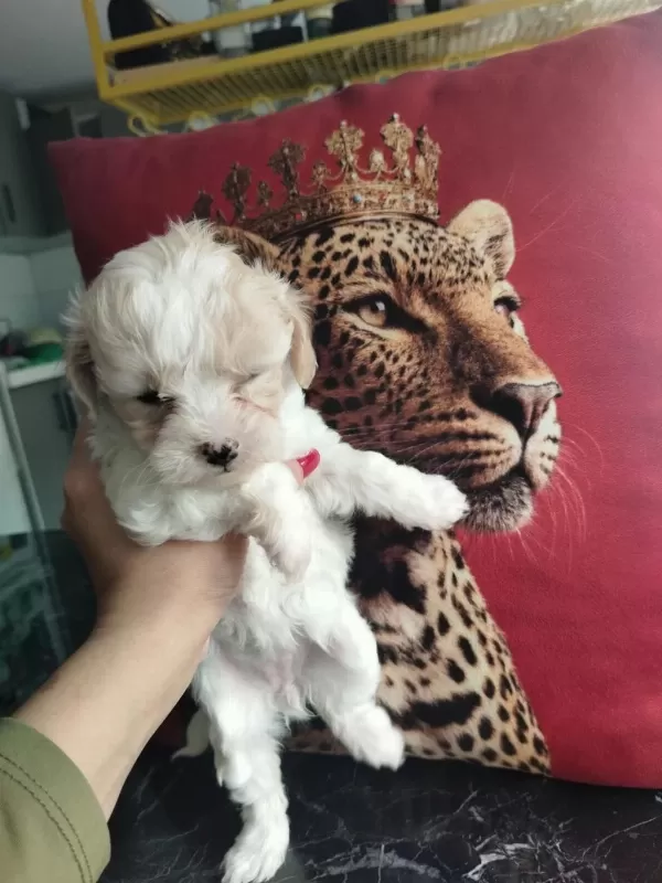 Ankranın En Özel Mini Maltipoo Yavruları