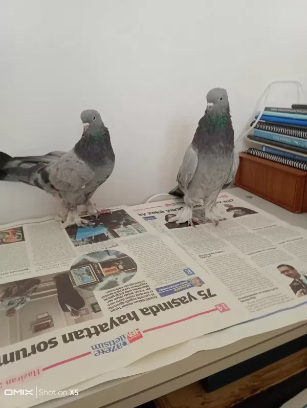Uygun Fiyata 7 Adet Güvercin