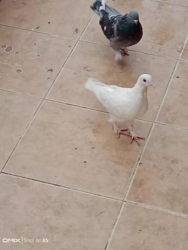 Uygun Fiyata 7 Adet Güvercin