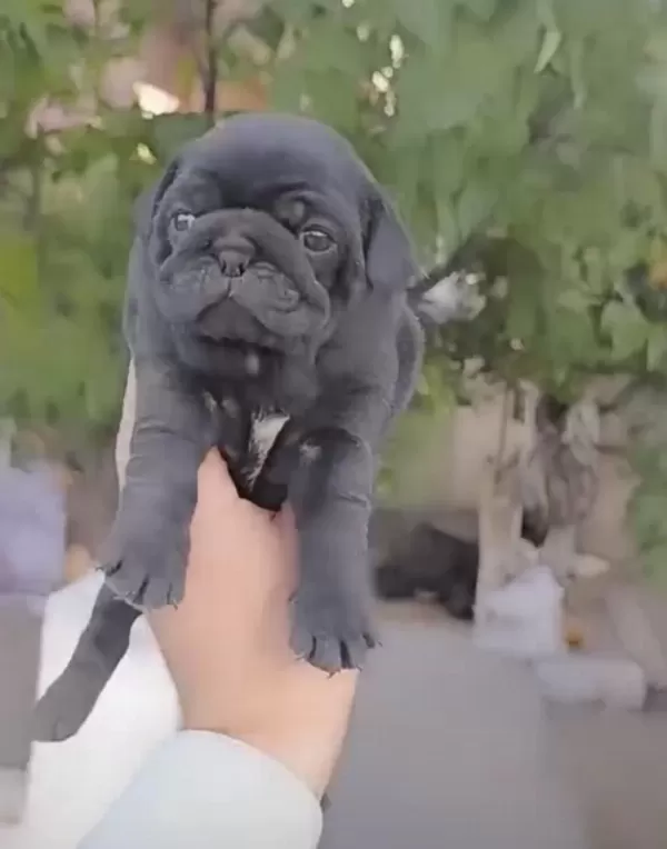 A Kalite Son Pug Yavrum