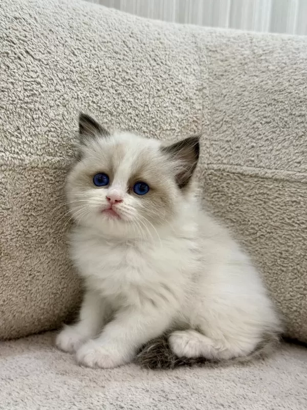 Ragdoll Yavrularımız